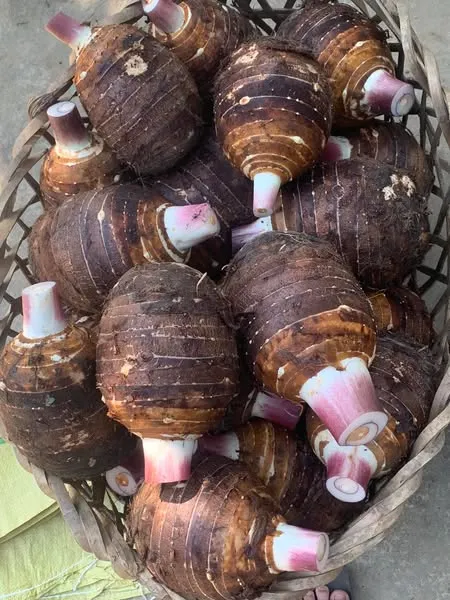 Khoai môn Lệ Phố